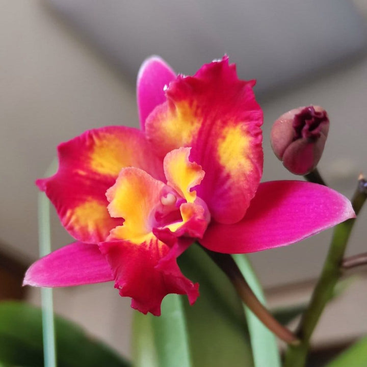 Cattleya Hawaiian Splash 'Lea' BM/JOGA