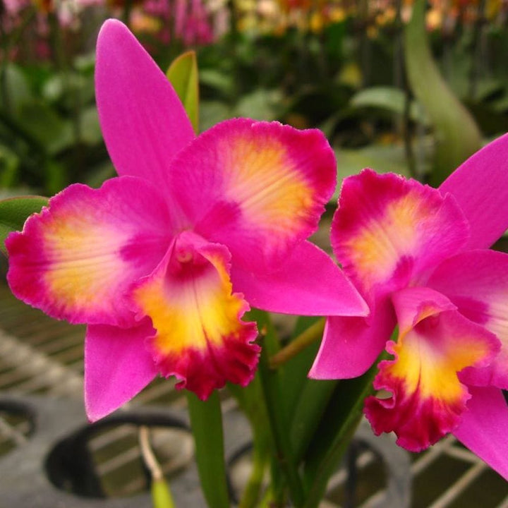 Cattleya Hawaiian Splash 'Lea' BM/JOGA