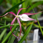 Brassocattleya (C. araguaiensis × B. cucullata)