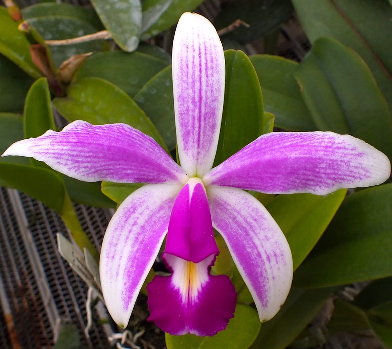 Cattleya violacea var. semi-alba flamea