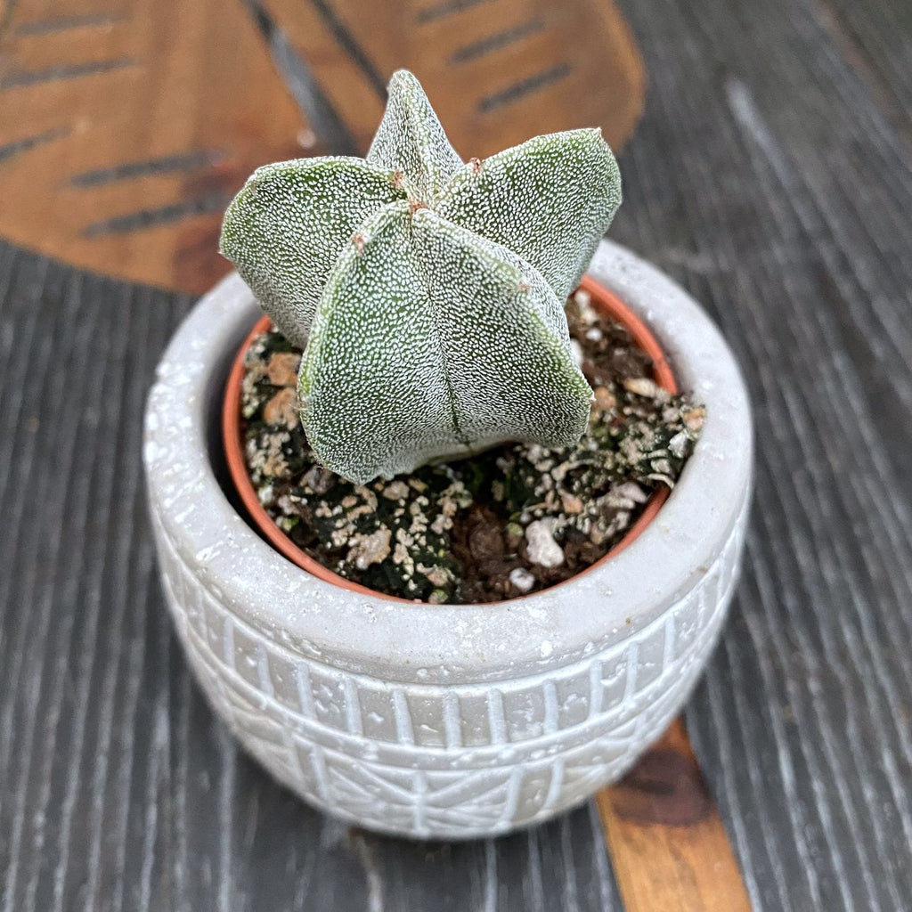 Astrophytum myriostigma D5