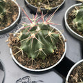 Cactus Ferocactus