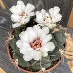 Gymnocalycium pflanzii