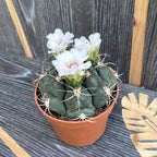 Gymnocalycium pflanzii