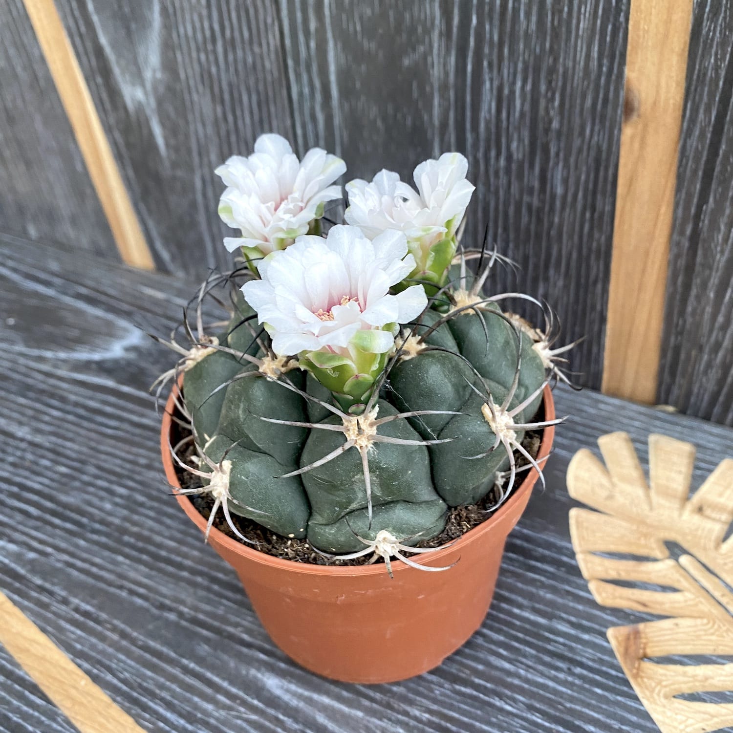Gymnocalycium pflanzii