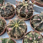 Gymnocalycium mihanovichii