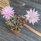 Gymnocalycium mihanovichii