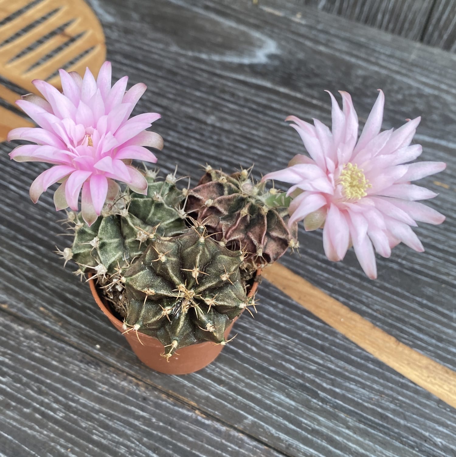 Gymnocalycium mihanovichii