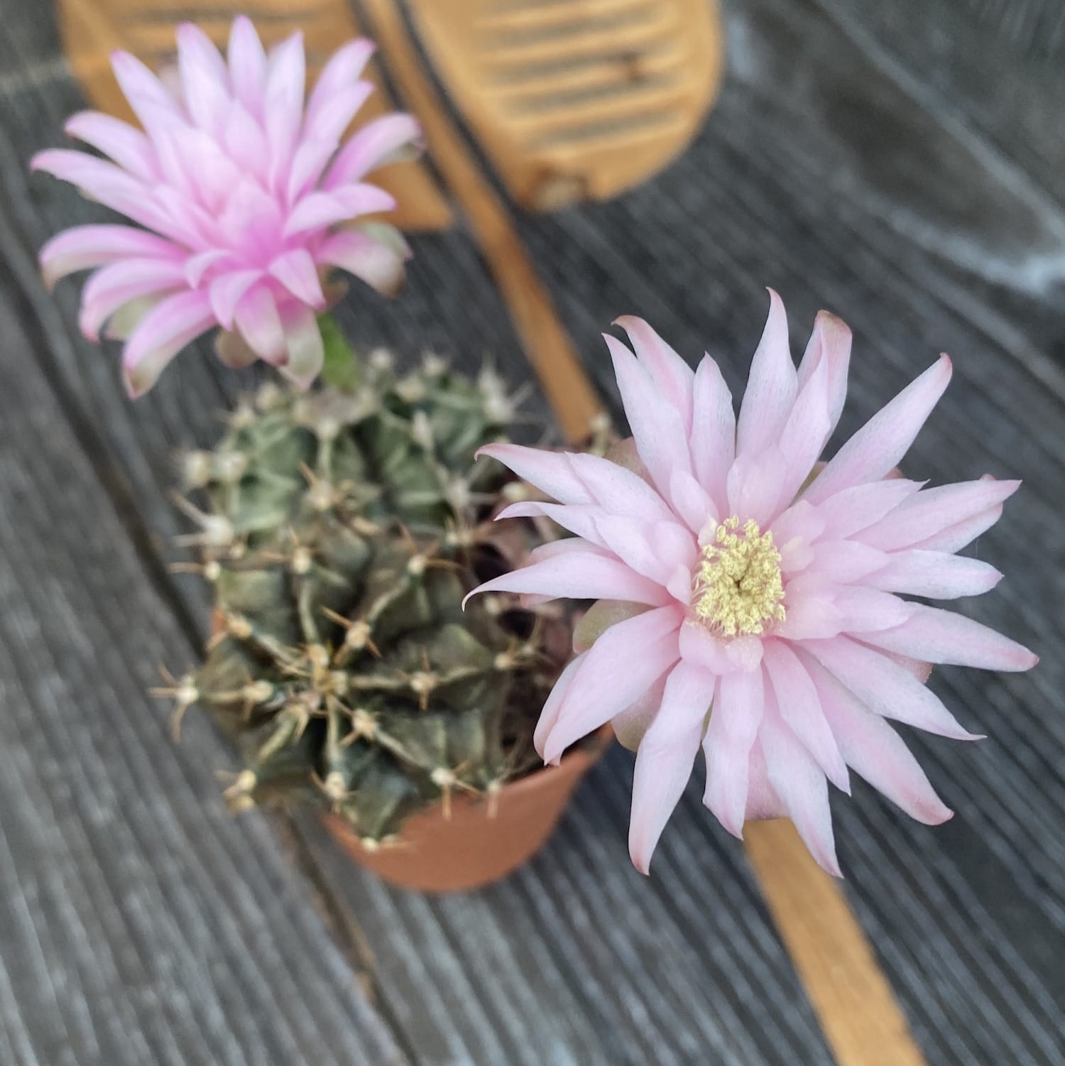 Gymnocalycium mihanovichii