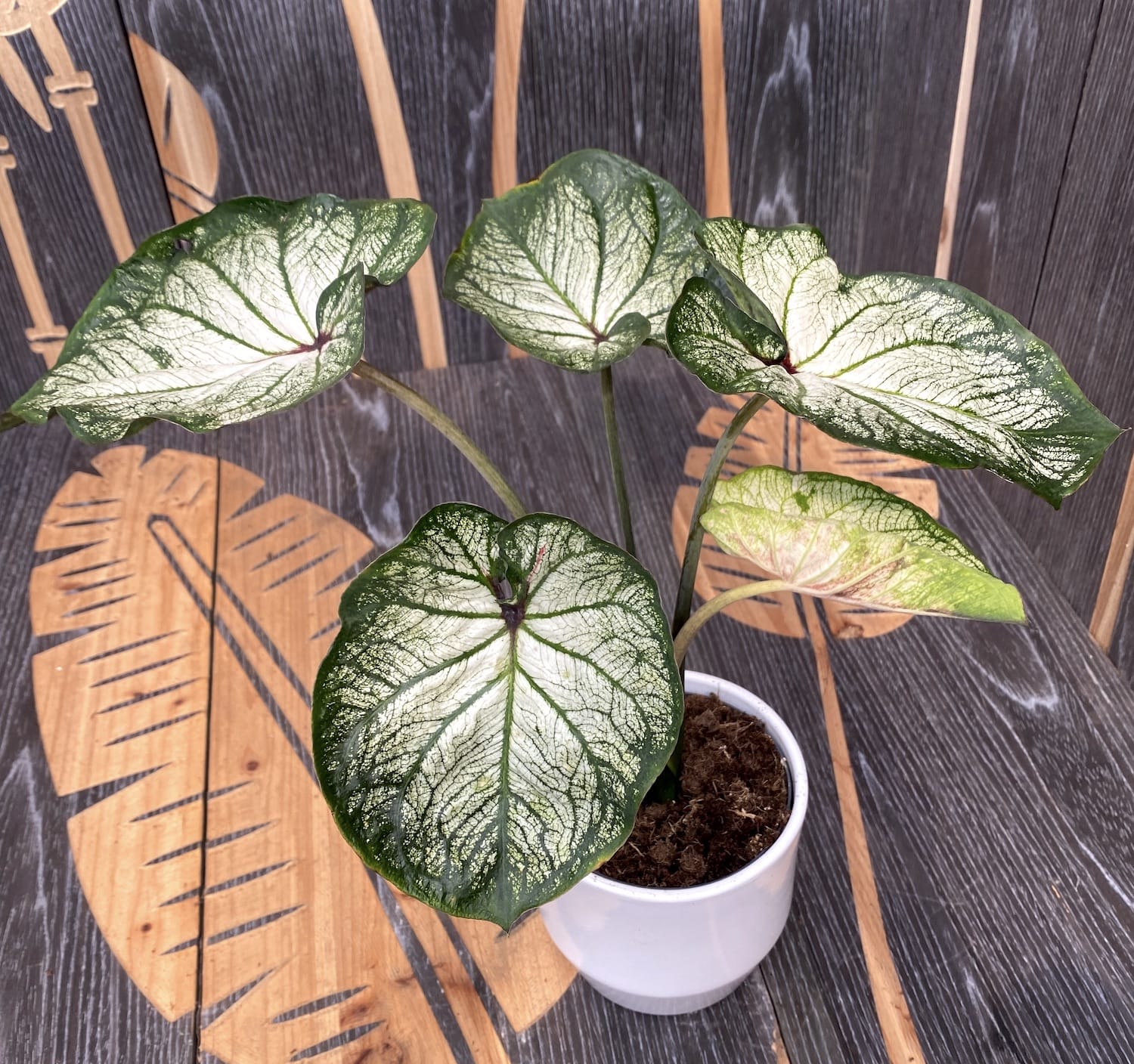 Caladium White-Green