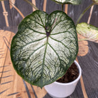 Caladium White-Green