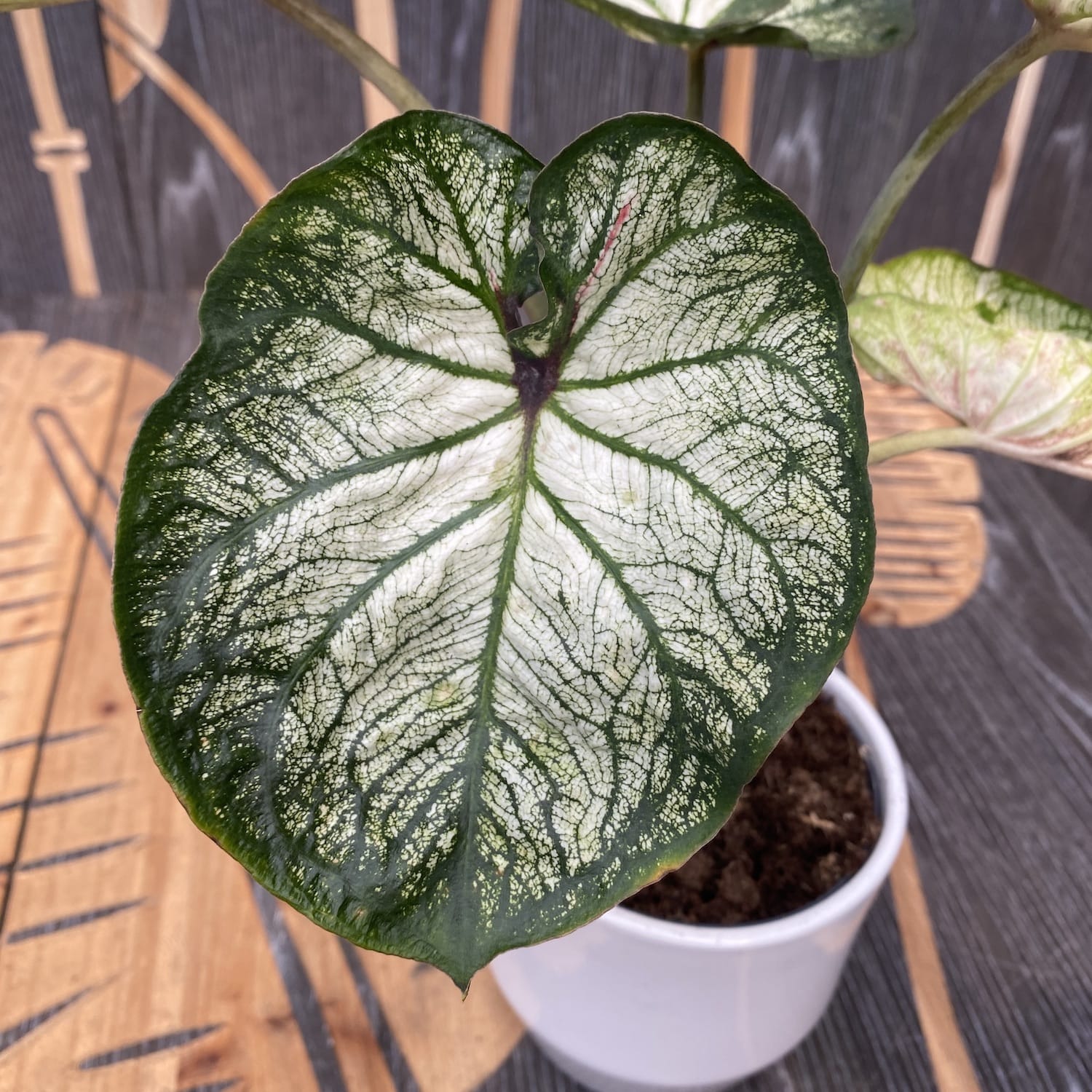 Caladium White-Green