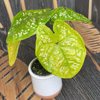 Caladium (detská rastlina)