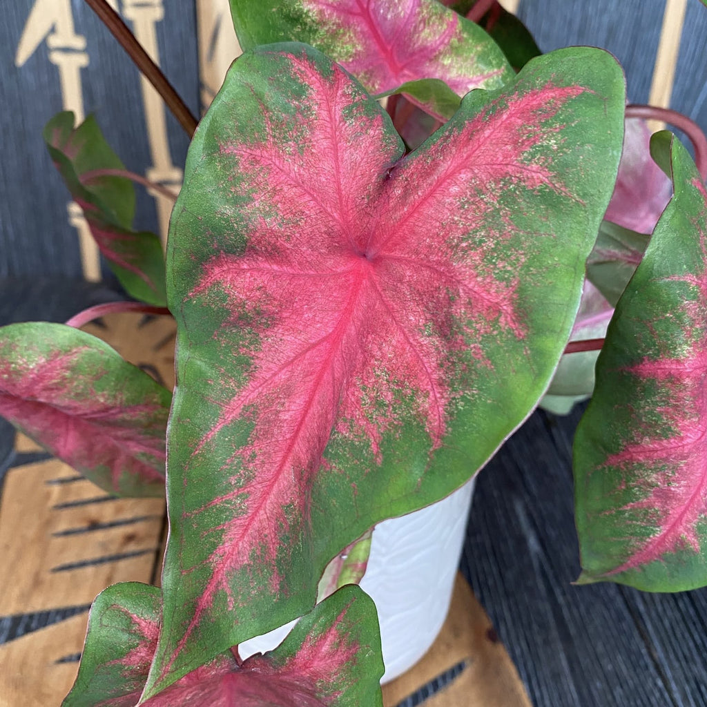 Caladium Classique Rose