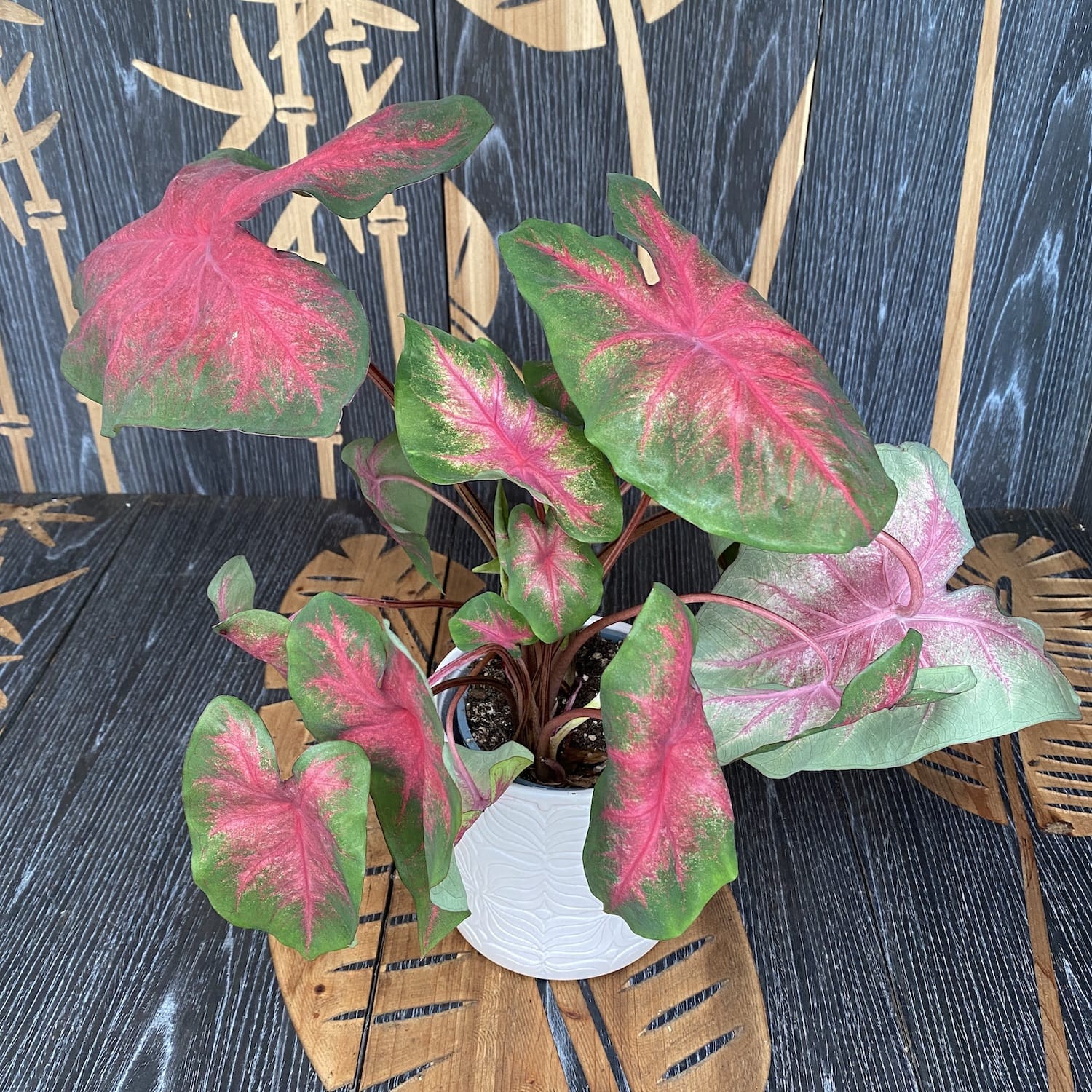 Caladium Classic Pink