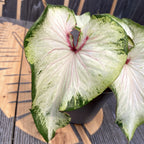 Caladium Gingerland