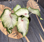 Caladium Gingerland