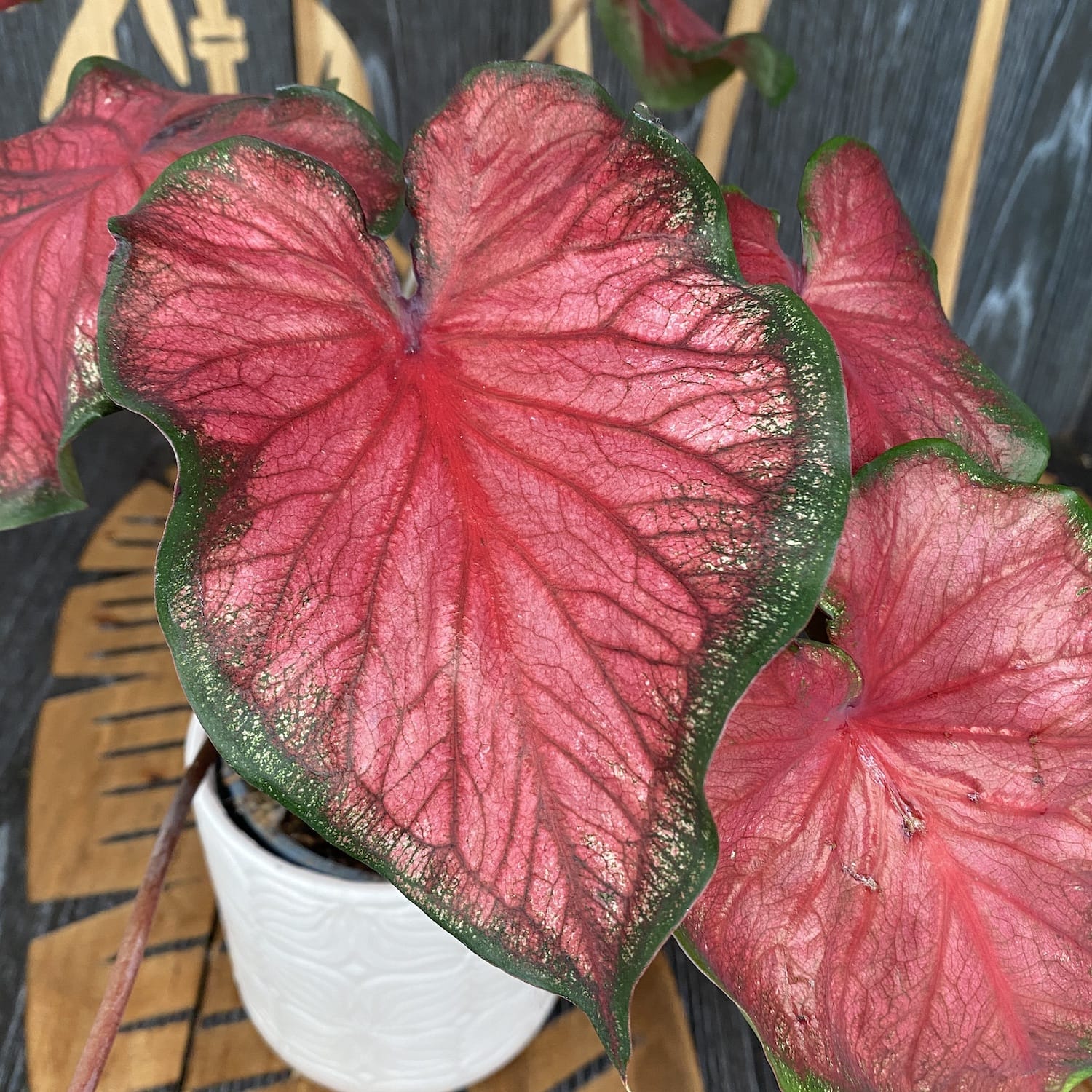 Caladium Red Glamour