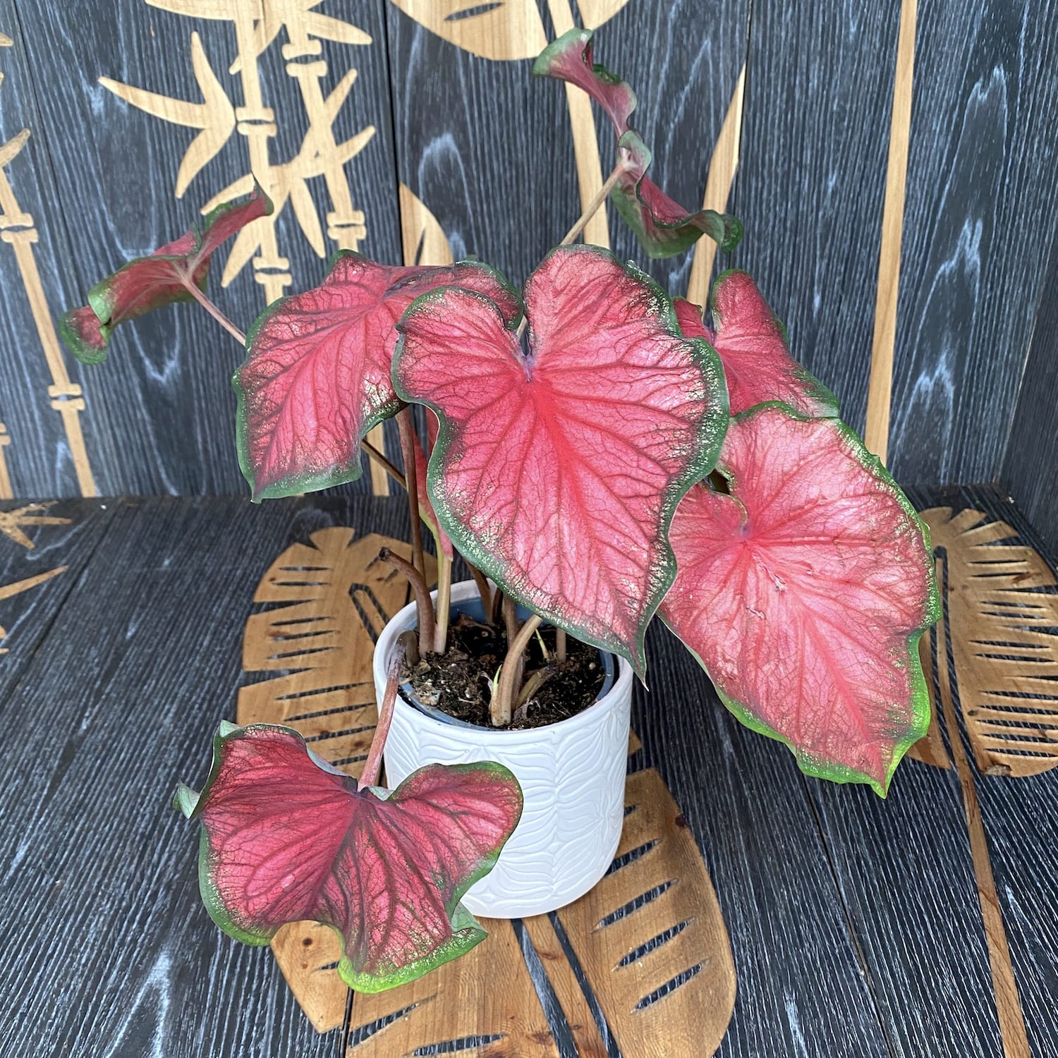 Caladium Red Glamour