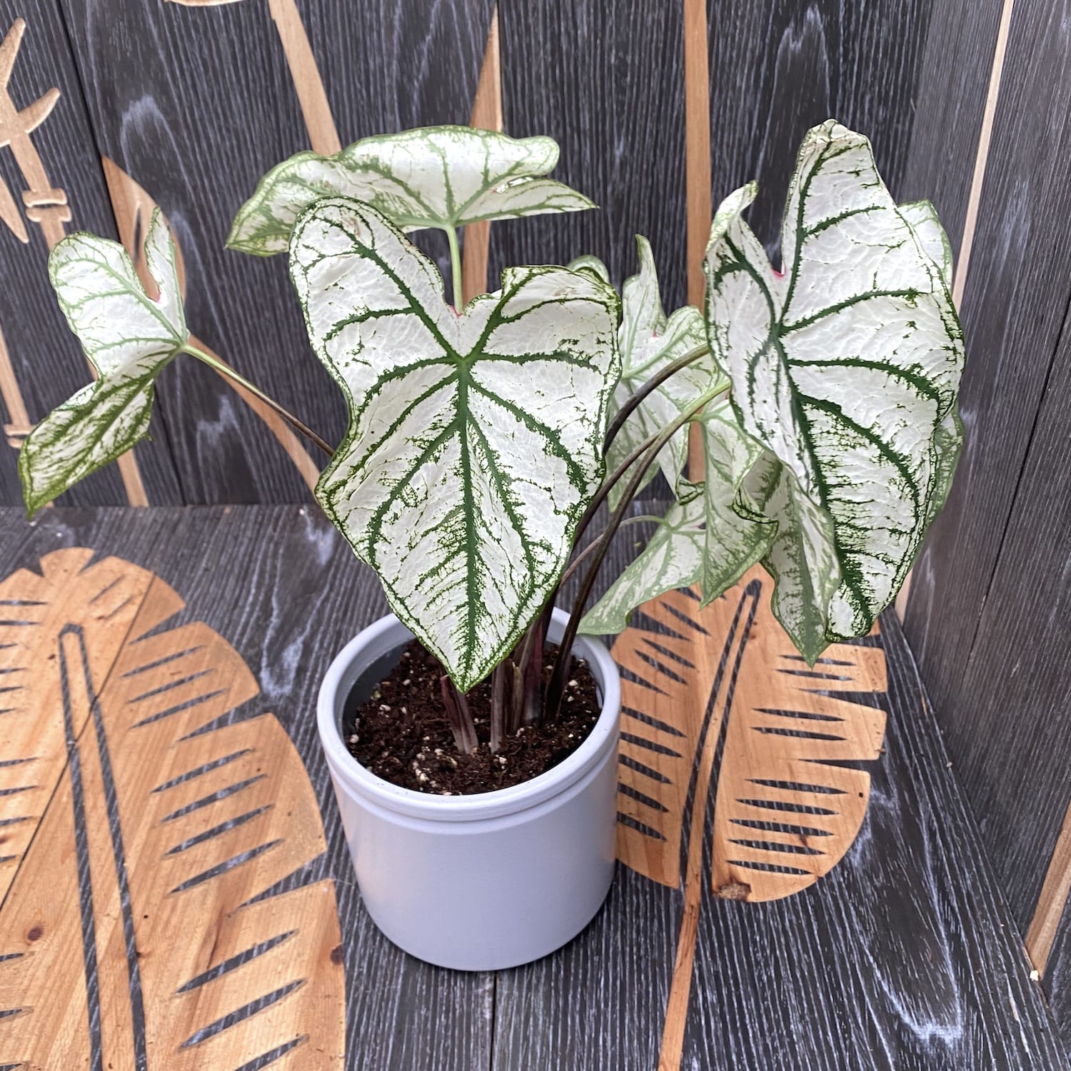 Caladium White Christmas