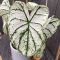 Caladium White Christmas