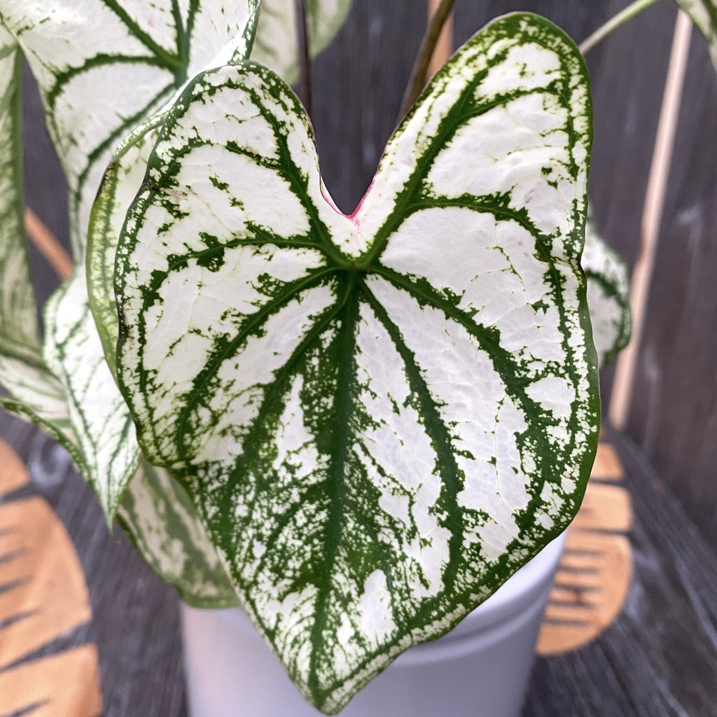 Caladium Bílá Vánoce
