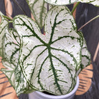 Caladium White Christmas