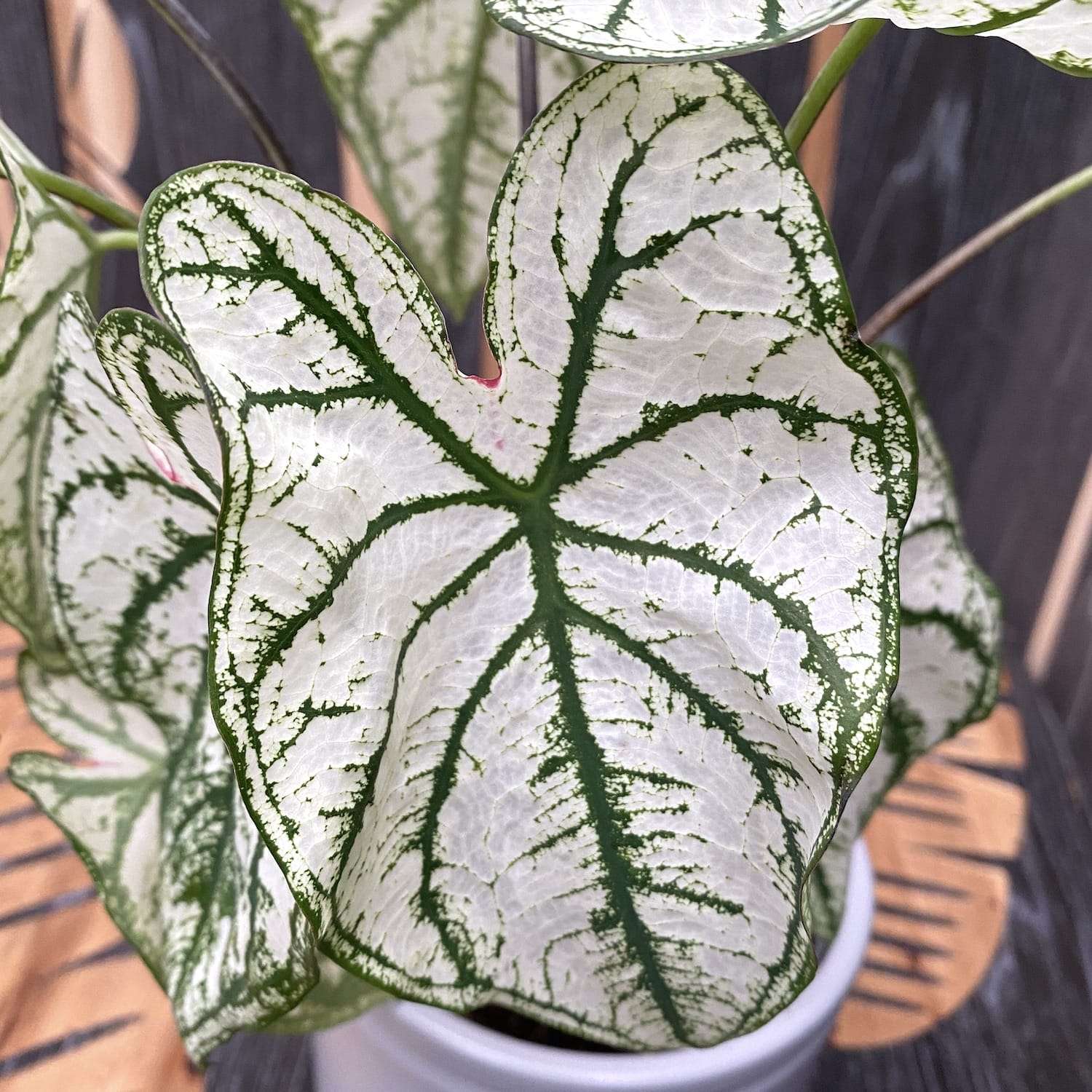 Caladium White Christmas