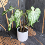 Caladium White Marble