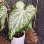Caladium White Marble