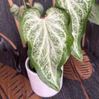 Caladium White Marble