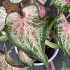 Caladium Candyland