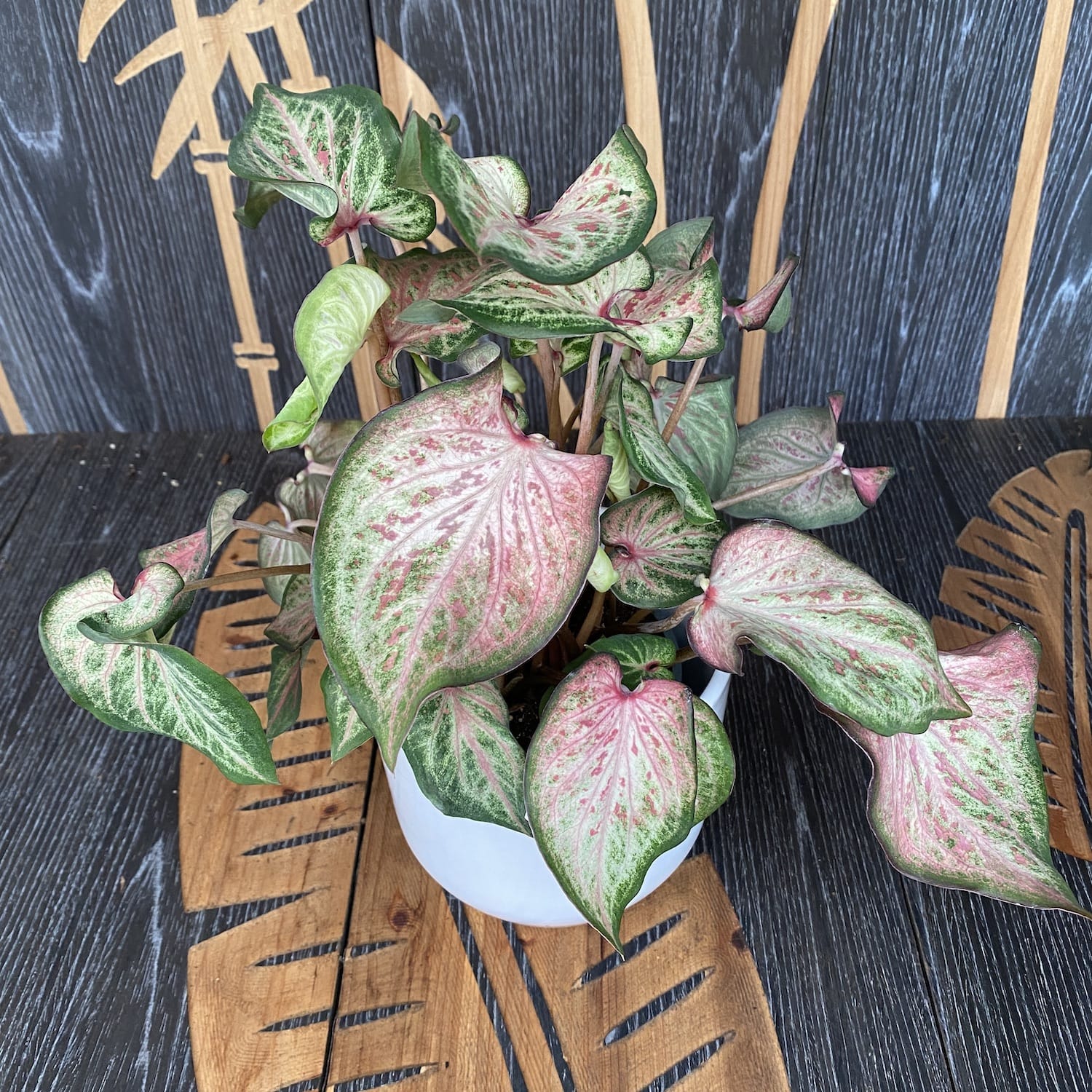 Caladium Candyland