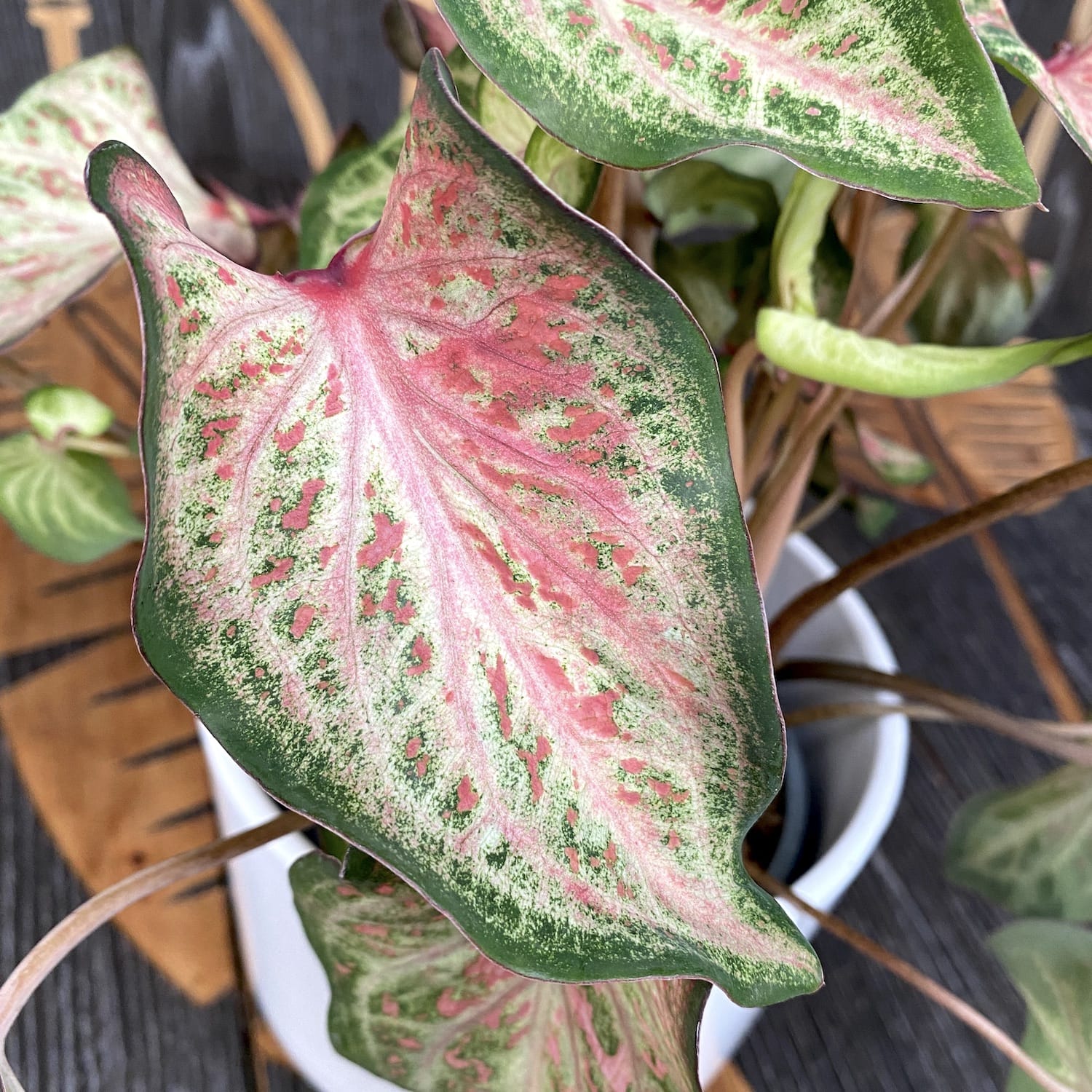 Caladium Candyland