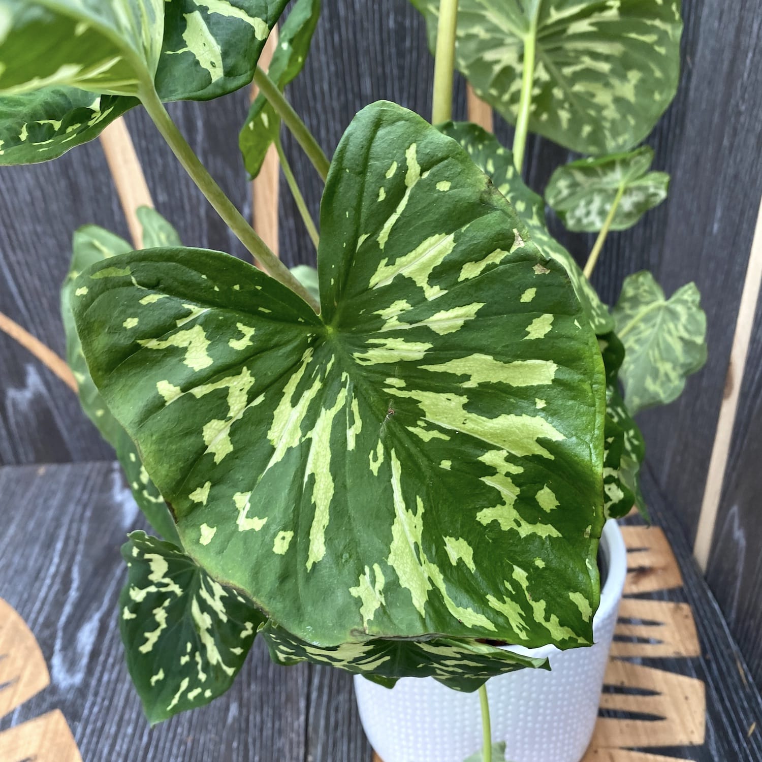 Caladium 'Hilo Beauty'
