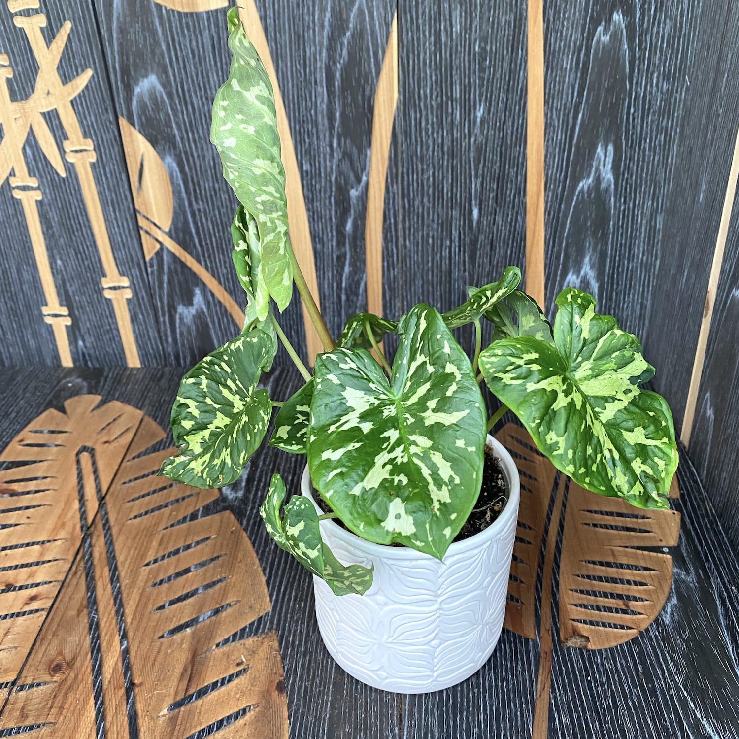 Caladium 'Hilo Beauty'