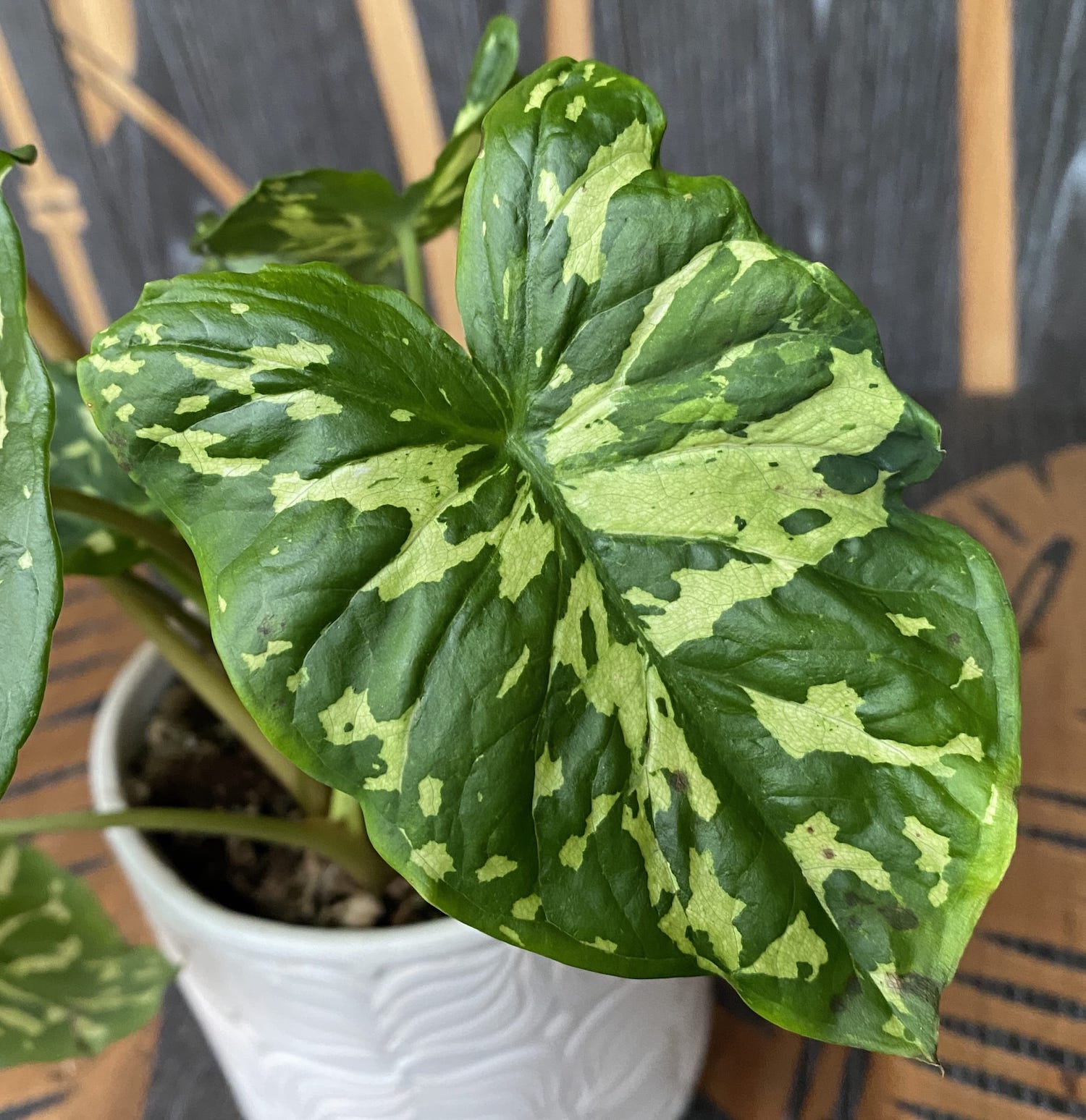 Caladium 'Hilo Beauty'
