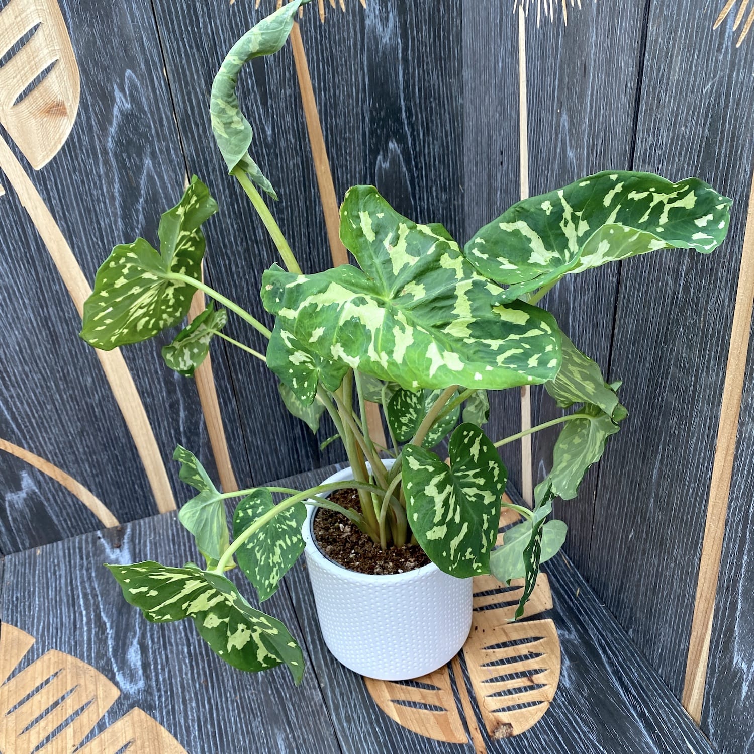 Caladium 'Hilo Beauty'