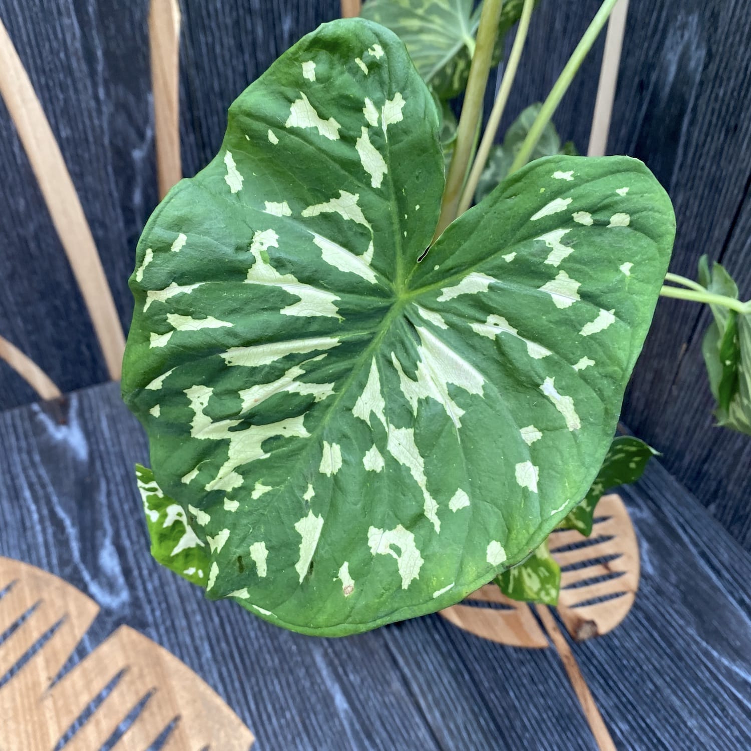 Caladium 'Hilo Beauty'