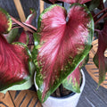 Caladium 'Rosemary'