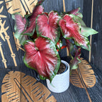 Caladium 'Rosemary'