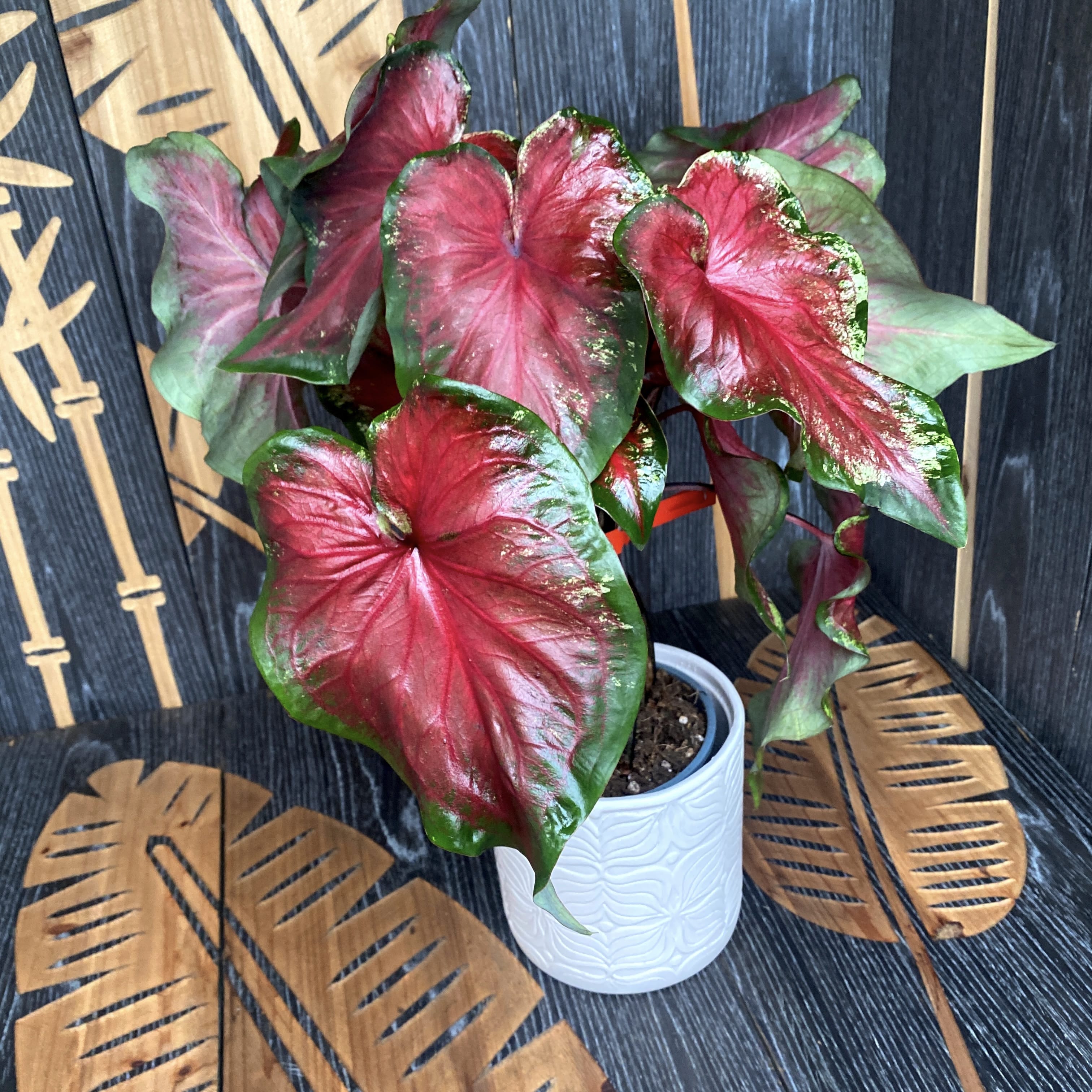 Caladium 'Rosemary'