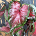 Caladium 'Rosemary'