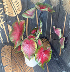 Caladium 'Sunset Pink'