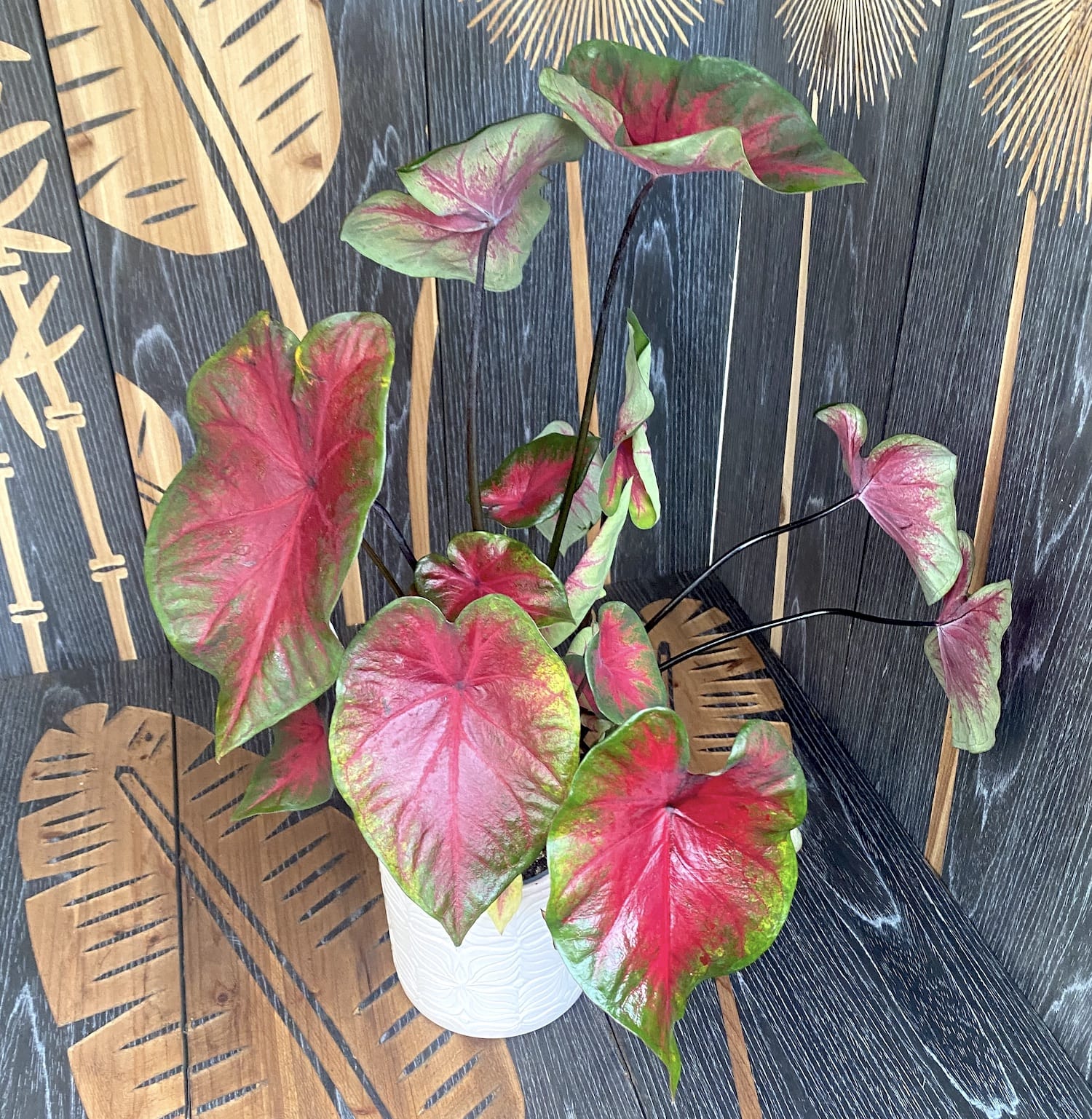 Caladium 'Sunset Pink'