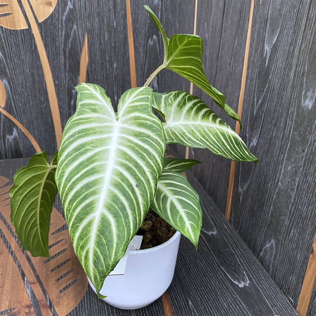 Caladium (Xanthosoma) lindens Angel Wings – Floraria Secret Garden (SG)