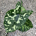 Caladium 'Hilo Beauty'