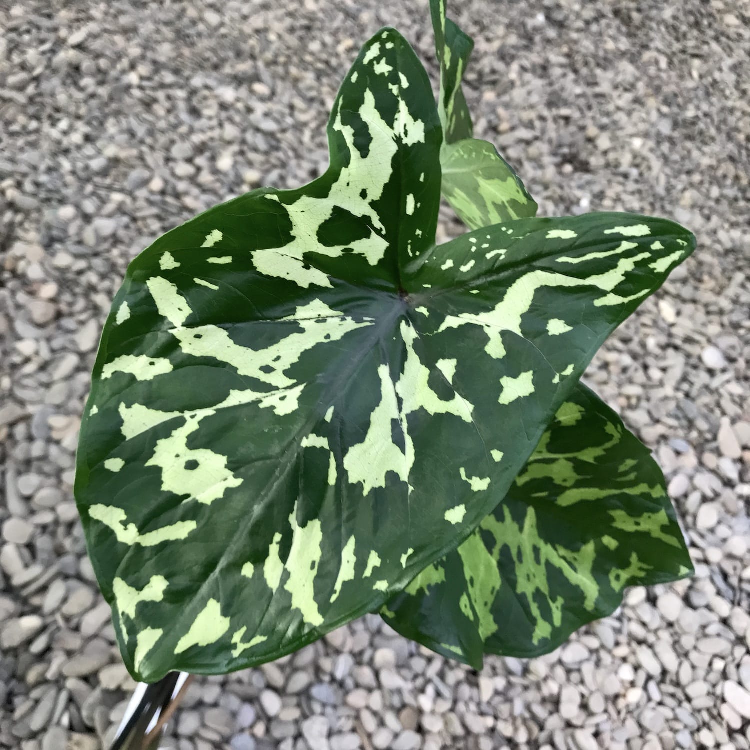 Caladium 'Hilo Beauty'
