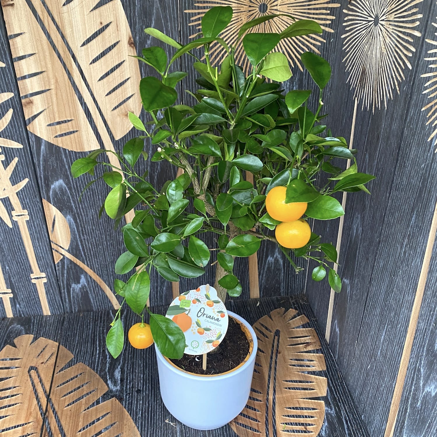 Calamondin Oriana (Citrina) H55 cm
