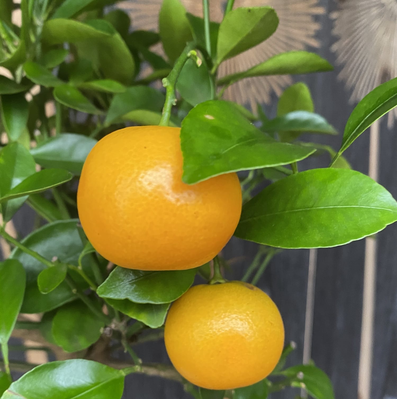 Calamondin Oriana (Citrina) H55 cm